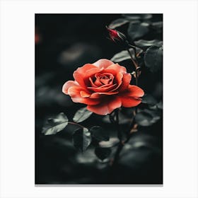 Dark Rose 30 Canvas Print