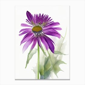 Purple Coneflower Wildflower Watercolour 2 Canvas Print