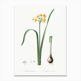 Cowslip Cupped Daffodil Illustration From Les Liliacées (1805), Pierre Joseph Redoute 1 Canvas Print