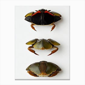 Velvet Crab Vintage Poster Canvas Print