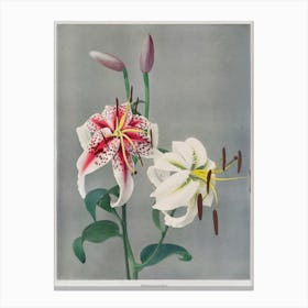 Lily, Hand Colored Collotype From Some Japanese Flowers (1897), Kazumasa Ogawa 1 Canvas Print