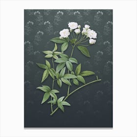 Vintage Lady Bank's Rose Botanical on Slate Gray Pattern n.0034 Canvas Print