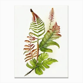 Cinnamon Fern Wildflower Watercolour 1 Canvas Print