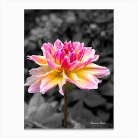 Dahlia - Selective Color - Photography Canvas Print