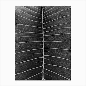Leaf In Black And White Canvas Print