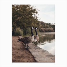 Pair Of Geese Canvas Print