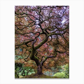 Japanese Maple Tree Canvas Print