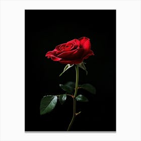 Rose On A Black Background 25 Canvas Print