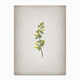 Vintage Common Cytisus Botanical on Parchment Canvas Print