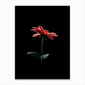 Single Red Flower On Black Background 4 Canvas Print