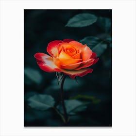 Orange Rose 23 Canvas Print