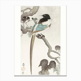 Magpie On Tree Branch (1900 1910), Ohara Koson Canvas Print