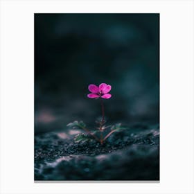 Small Flower On A Rock Canvas Print