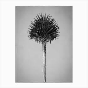 Black And White flower in decay Canvas Print