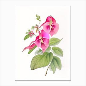 Impatiens Floral Quentin Blake Inspired Illustration 1 Flower Canvas Print