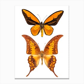 Two Orange Butterflies 2 Canvas Print