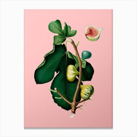 Vintage White Peel Fig Botanical on Soft Pink n.0068 Canvas Print