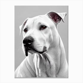 Dogo Argentino B&W Pencil dog Canvas Print