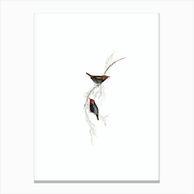 Vintage Painted Finch Bird Illustration on Pure White Canvas Print