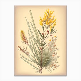 Ephedra Spices And Herbs Retro Drawing 2 Canvas Print