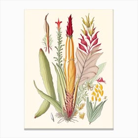Helonias Root Spices And Herbs Pencil Illustration 3 Canvas Print