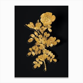 Vintage Macartney Rose Botanical in Gold on Black n.0006 Canvas Print