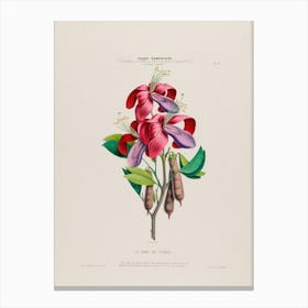 Fuchsia 3 Canvas Print