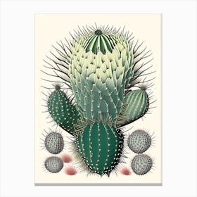 Melocactus Cactus William Morris Inspired 1 Canvas Print