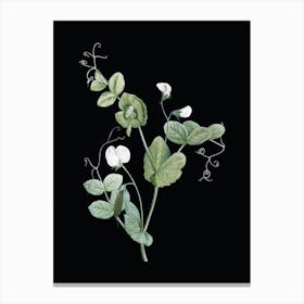 Vintage White Pea Flower Botanical Illustration on Solid Black n.0063 Canvas Print
