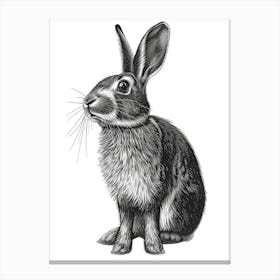 Blanc De Hotot Blockprint Rabbit Illustration 4 Canvas Print