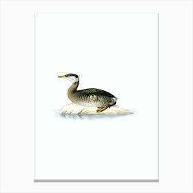 Vintage Young Red Necked Grebe Bird Illustration on Pure White n.0148 Canvas Print