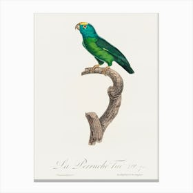 The Tui Parakeet From Natural History Of Parrots, Francois Levaillant Canvas Print