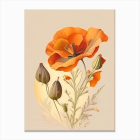California Poppy Spices And Herbs Retro Drawing 1 Canvas Print