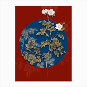Vintage Botanical White Sweetbriar Rose on Circle Blue on Red n.0008 Canvas Print