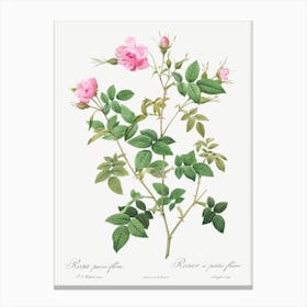 Wild Rose, Pierre Joseph Redoute Canvas Print