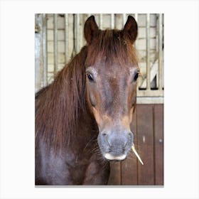 Horse In Stall Canvas Print