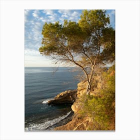 Pine tree, cliffs and the Mediterranean Sea Canvas Print