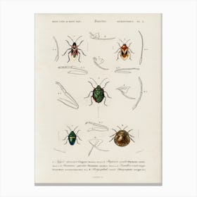 Different Types Of Insects, Charles Dessalines D'Orbigny 5 Canvas Print