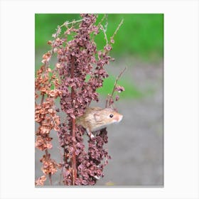 Field mouse on pink branch Canvas Print