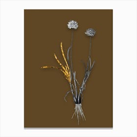 Vintage Allium Carolinianum Black and White Gold Leaf Floral Art on Coffee Brown n.0784 Canvas Print