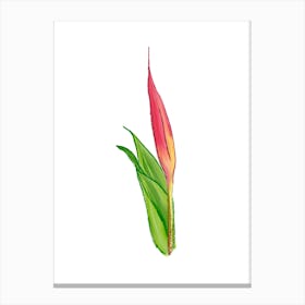 Vibrant pink and green Heliconia Tropical Flower in Watercolor 3 Canvas Print