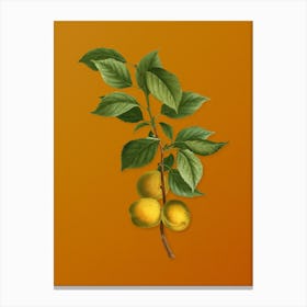 Vintage Briancon Apricot Botanical on Sunset Orange n.0273 Canvas Print