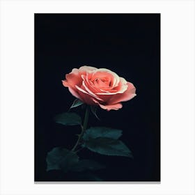 Pink Rose On Black Background 39 Canvas Print