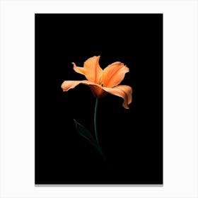 Orange Tulip 1 Canvas Print