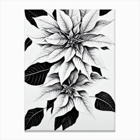 Poinsettia B&W Pencil 2 Flower Canvas Print