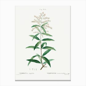 Lemon Verbena, Pierre Joseph Redoute Canvas Print