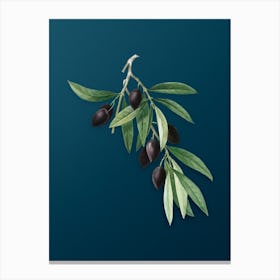 Vintage Olive Tree Branch Botanical Art on Teal Blue n.0708 Canvas Print