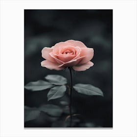 Pink Rose Wallpaper 7 Canvas Print