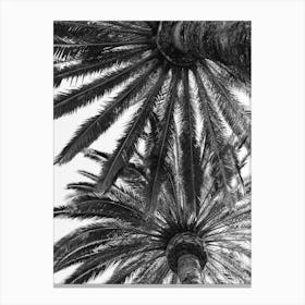 Venice Palms Canvas Print