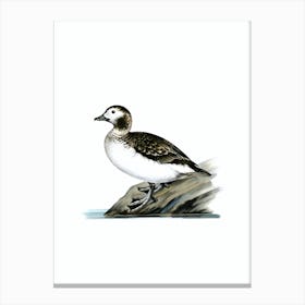 Vintage Long Tailed Duck Male Bird Illustration on Pure White Canvas Print